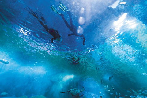 Snorkel With Sharks At AQWA - Accommodation Sydney 8