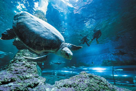 Snorkel With Sharks At AQWA - Accommodation Sydney 6