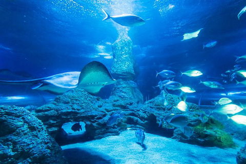Snorkel With Sharks At AQWA - Accommodation Sydney 4