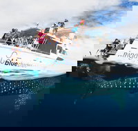 VIP luxury chartered escapes exploring the reef at your own pace - Accommodation Sydney