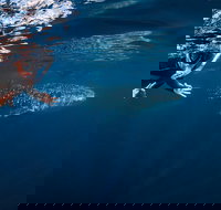 Deluxe WhaleShark Swim Tour on the Ningaloo Reef from Exmouth - Accommodation Sydney