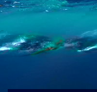 Humpback Whale Swim Tour - Accommodation Sydney