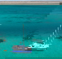 Whale Shark Swim by Catamaran in Shoulder Season - Accommodation Sydney