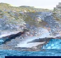 Jet Boat Whale Watching Safari from Dunsborough - Accommodation Sydney