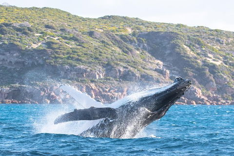 Jet Boat Whale Watching Safari From Dunsborough - Accommodation Sydney 0