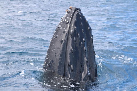 Jet Boat Whale Watching Safari From Dunsborough - Accommodation Sydney 1