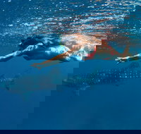 Swim with Whale Sharks - Ningaloo Reef - 3 Islands Whale Shark Dive - Accommodation Sydney