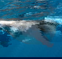 Swim with Humpback Whales - Ningaloo Reef - 3 Islands Whale Shark Dive - Accommodation Sydney