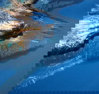 Ningaloo Whale Shark Swim on a Powerboat - Accommodation Sydney