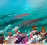 Humpback Whale Sunset Cruise - Accommodation Sydney