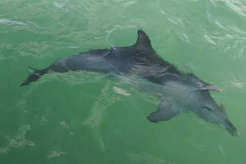 The Pirate Cruise In Mandurah On Viator - Accommodation Sydney 4