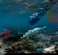 3 Night Ningaloo Reef Snorkel and Dive Getaway from Coral Bay - Sydney 4u