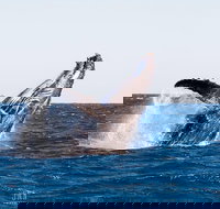 Turtle tours on the Ningaloo Reef Exmouth. 1/2 day cruise. - Accommodation Sydney