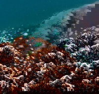 Ningaloo Reef or Muiron Islands Snorkeling and Wildlife Adventure - Accommodation Sydney