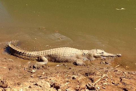 Amazing Windjana Gorge And Tunnel Creek Adventure From Broome - Accommodation Sydney 7