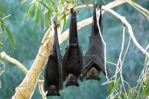 Amazing Windjana Gorge And Tunnel Creek Adventure From Broome - Accommodation Sydney 3