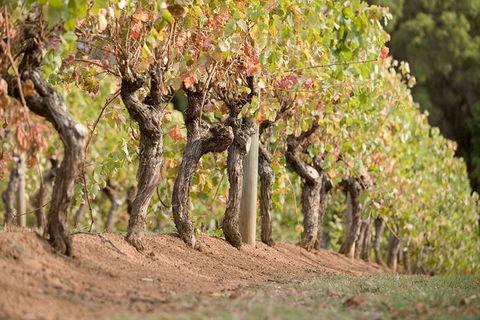 Vasse Felix Winery Tour And Tasting - Sydney 4u 3