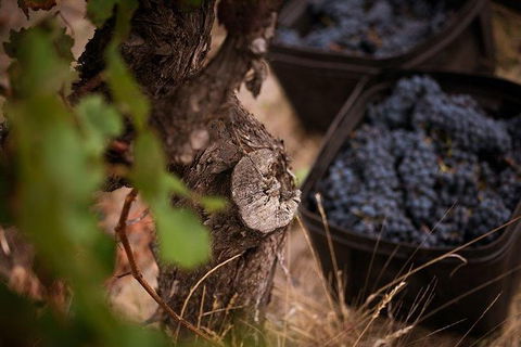 Vasse Felix Winery Tour And Tasting - Sydney 4u 4