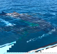 Busselton Whale Watching - Accommodation Sydney