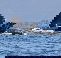 3 Hour Winter Whale Safari May - Oct around King George Sound - Sydney 4u