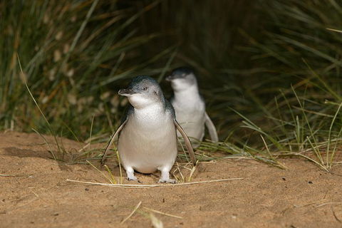 Small-Group Phillip Island Day Trip From Melbourne With Penguin Plus Viewing - Accommodation Sydney 8
