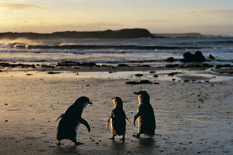 Small-Group Phillip Island Day Trip From Melbourne With Penguin Plus Viewing - Accommodation Sydney 15