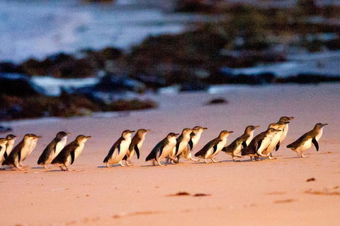 Small-Group Phillip Island Day Trip From Melbourne With Penguin Plus Viewing - Accommodation Sydney 13