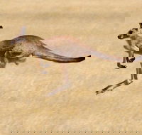Koalas and Kangaroo in the Wild Tour from Melbourne - Accommodation Sydney