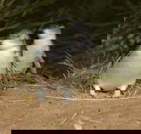 Express Expedition to Phillip Island Penguin Wildlife Encounter Evening Tour - Accommodation Sydney