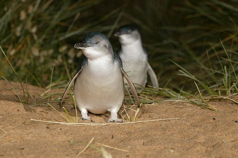 Express Expedition To Phillip Island Penguin Wildlife Encounter Evening Tour - Accommodation Sydney 0