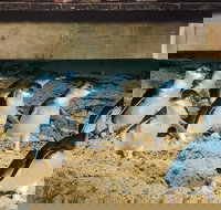 Half Day Phillip Island Penguin Parade PLUS Tour - Accommodation Sydney