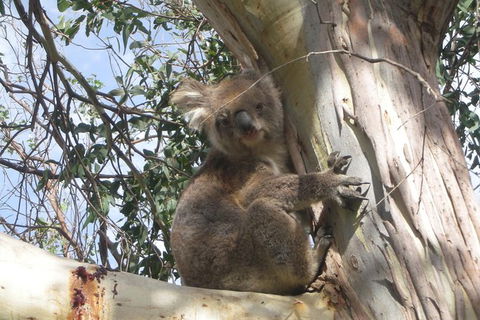 Small-Group Great Ocean Road Classic Day Tour From Melbourne - Accommodation Sydney 7