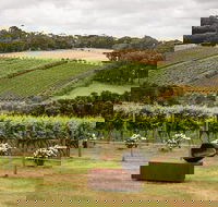 Montalto Vineyard Mornington Peninsula Discovery Wine Tasting and Lunch - Accommodation Sydney