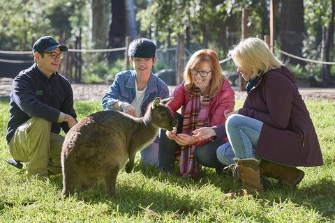 Australian Wildlife Experience At Healesville Sanctuary - Accommodation Sydney 0