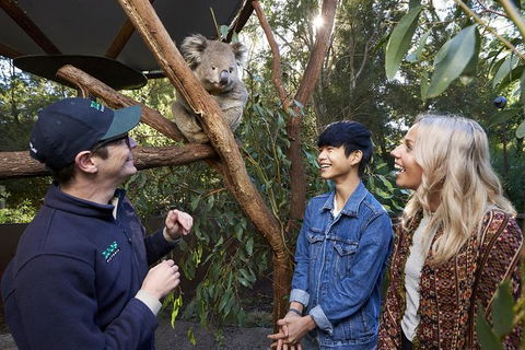 Australian Wildlife Experience At Healesville Sanctuary - Accommodation Sydney 1