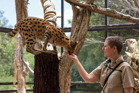 African Cat Encounter At Werribee Open Range Zoo - Accommodation Sydney 1