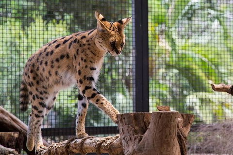 African Cat Encounter At Werribee Open Range Zoo - Accommodation Sydney 0