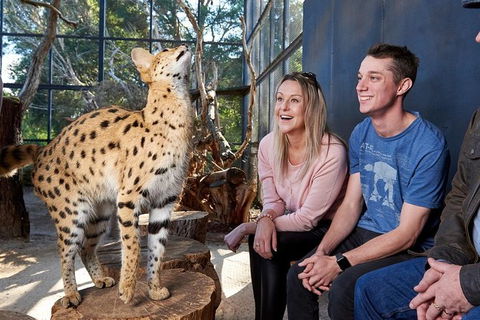 African Cat Encounter At Werribee Open Range Zoo - Accommodation Sydney 5