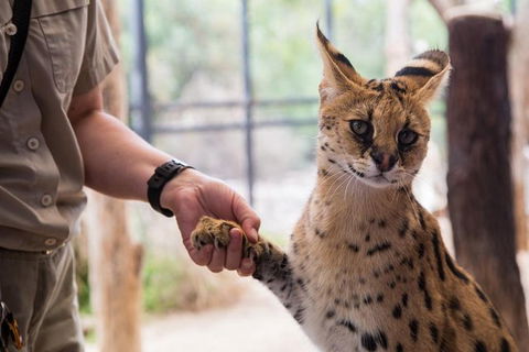 African Cat Encounter At Werribee Open Range Zoo - Accommodation Sydney 3