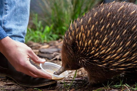 Shore Excursion-Healesville-Sanctuary-Private-Group- Max 7 PAX -Yarra Valley - Accommodation Sydney 4
