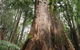 Shore Excursion-Healesville-Sanctuary-Private-Group- Max 7 PAX -Yarra Valley - thumb 7