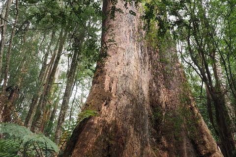 Shore Excursion-Healesville-Sanctuary-Private-Group- Max 7 PAX -Yarra Valley - Accommodation Sydney 7