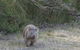 Shore Excursion-Healesville-Sanctuary-Private-Group- Max 7 PAX -Yarra Valley - thumb 3