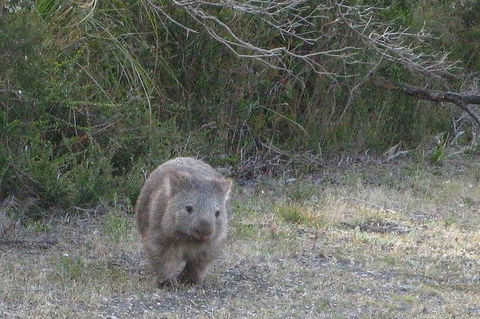 Shore Excursion-Healesville-Sanctuary-Private-Group- Max 7 PAX -Yarra Valley - Accommodation Sydney 3