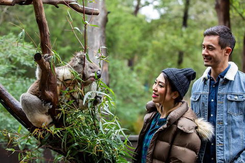 Shore Excursion-Healesville-Sanctuary-Private-Group- Max 7 PAX -Yarra Valley - Accommodation Sydney 6