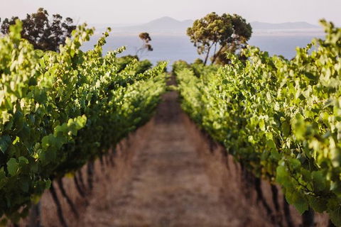 Helicopter Winery & Lunch Tour - Accommodation Sydney 0