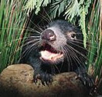 Hobart Shore Excursion Half Day Bonorong Wildlife Park with Richmond Tour - Accommodation Sydney