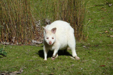 Small-Group Day Trip From Hobart To Bruny Island - Accommodation Sydney 7