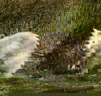 Bruny Island premium private photo-oriented day tour from Hobart - Accommodation Sydney