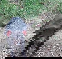 South East Food Sightseeing Private Tour with the Tasmanian Devil Unzoo